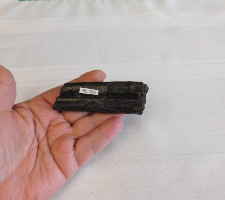 Horse Tooth Pleistocene Fossil