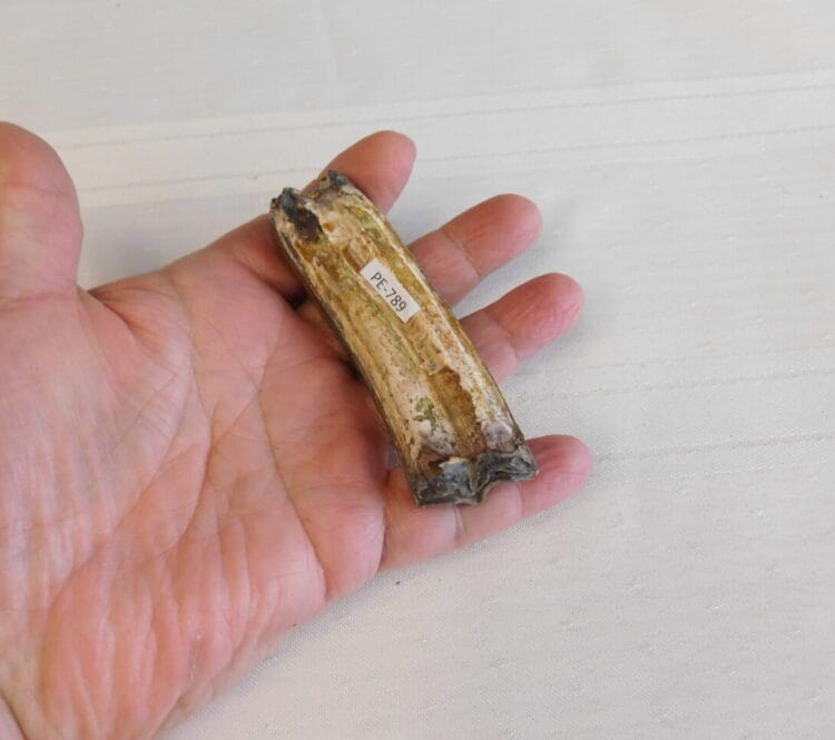 Horse Tooth Pleistocene Fossil