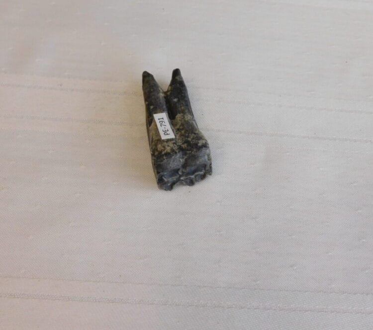 Horse Tooth Pleistocene Fossil