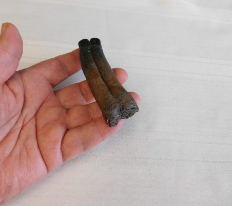 Horse Tooth Pleistocene Fossil