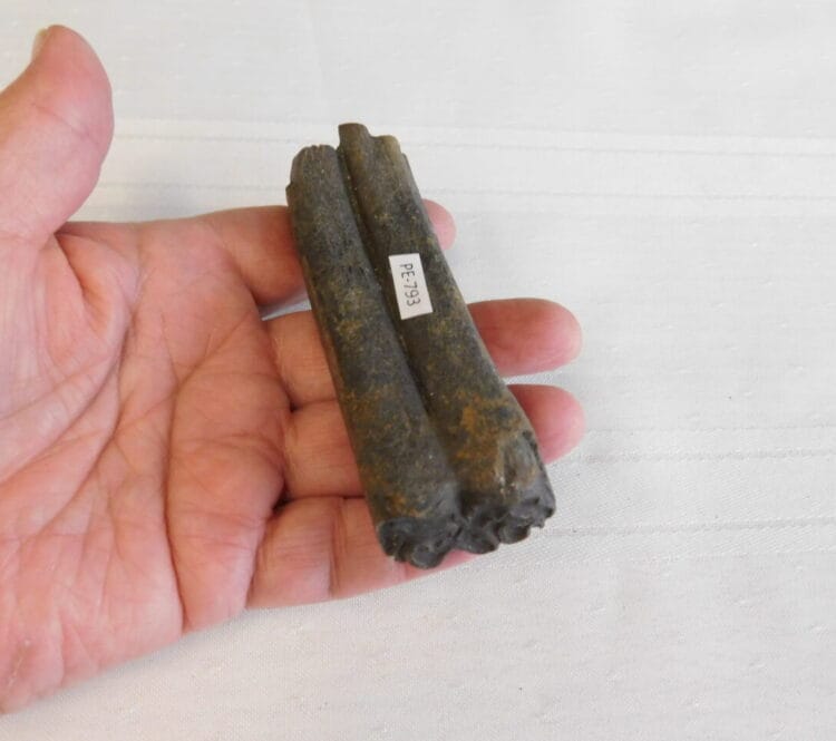 Horse Tooth Pleistocene Fossil