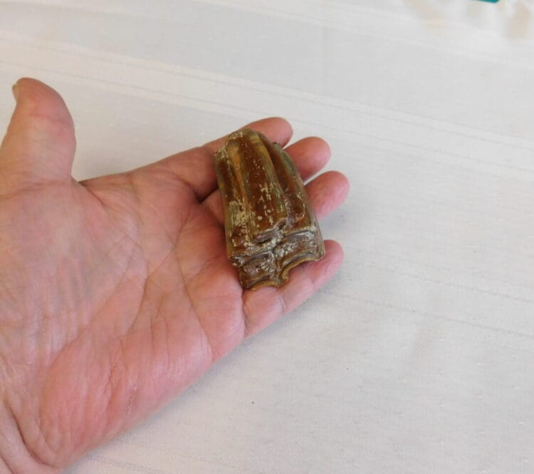 Horse Tooth Pleistocene Fossil