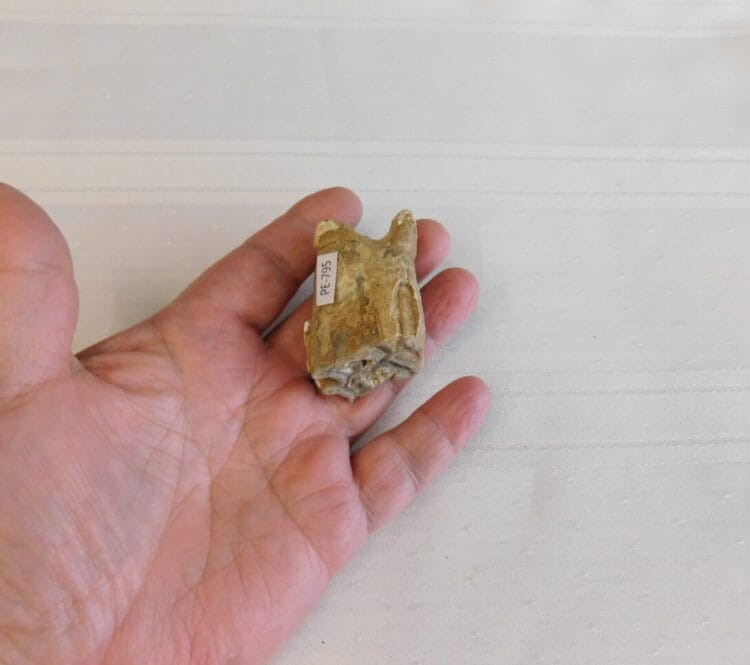 Horse Tooth Pleistocene Fossil