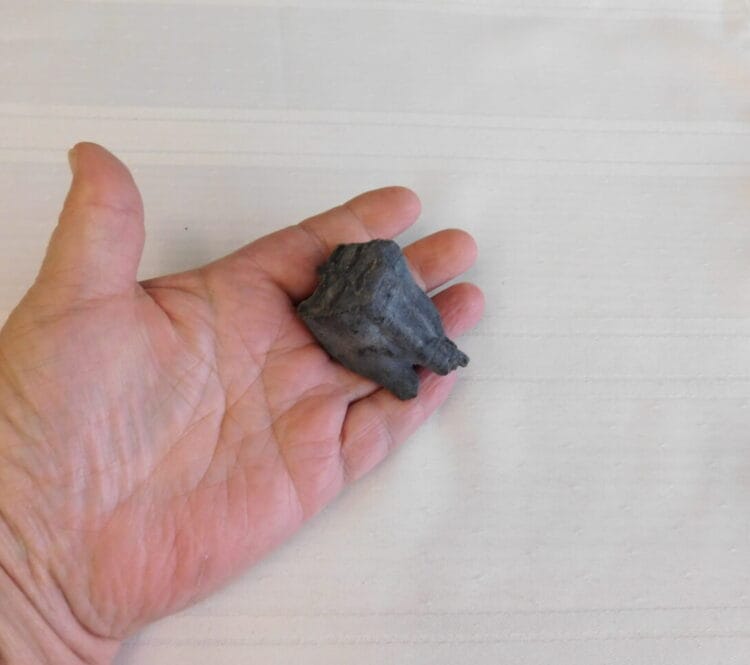Horse Tooth Pleistocene Fossil