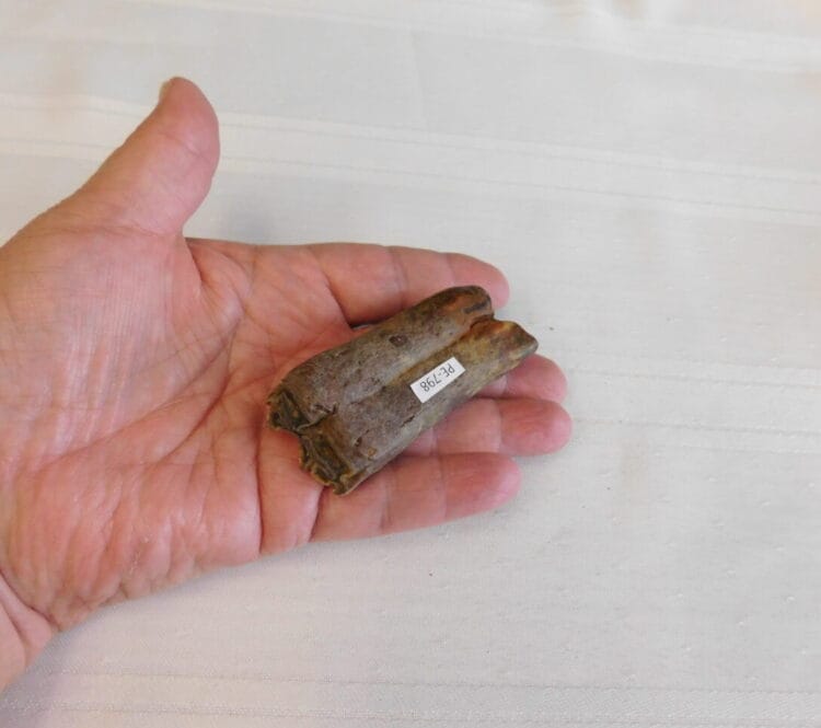 Horse Tooth Pleistocene Fossil