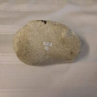 Mammoth / Mastodon / Foot Bone / fossil | Fossils & Artifacts for Sale | Paleo Enterprises | Fossils & Artifacts for Sale