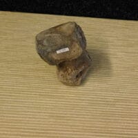 Mammoth / Mastodon / Toe Bone / fossil | Fossils & Artifacts for Sale | Paleo Enterprises | Fossils & Artifacts for Sale