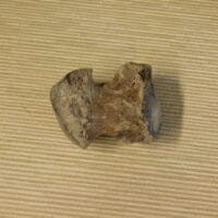 Mammoth / Mastodon / Toe Bone / fossil | Fossils & Artifacts for Sale | Paleo Enterprises | Fossils & Artifacts for Sale
