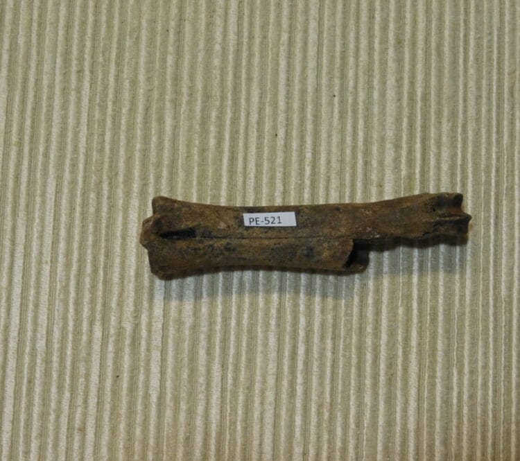 Peccary Cannon Bone Fossil | Fossils & Artifacts for Sale | Paleo Enterprises | Fossils & Artifacts for Sale