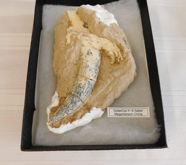Saber Cat Canine tooth-Saber Megantereon - China | Fossils & Artifacts for Sale | Paleo Enterprises | Fossils & Artifacts for Sale