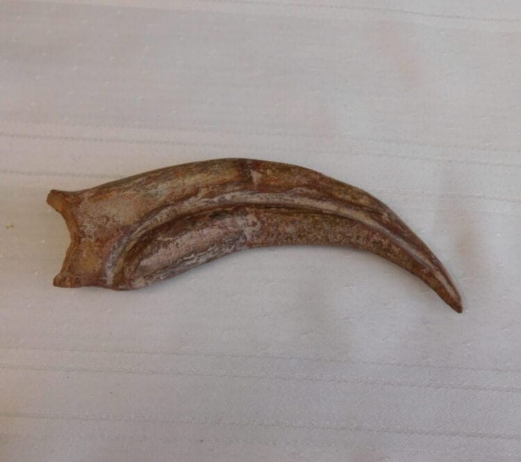 Spinosaurus Hand Claw | Fossils & Artifacts for Sale | Paleo Enterprises | Fossils & Artifacts for Sale