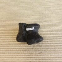 Tapir Astragalus Ankle Bone Pleistocene Fossil | Fossils & Artifacts for Sale | Paleo Enterprises | Fossils & Artifacts for Sale