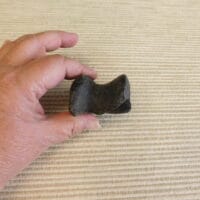 Tapir Astragalus Ankle Bone Pleistocene Fossil | Fossils & Artifacts for Sale | Paleo Enterprises | Fossils & Artifacts for Sale