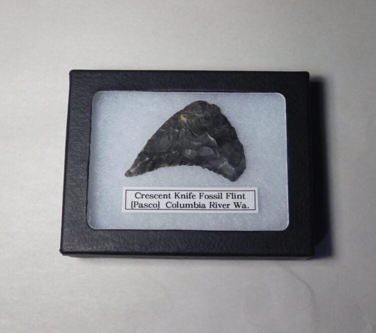 Authentic Archaic Cresent Knife Artifact from Columbia River-WA