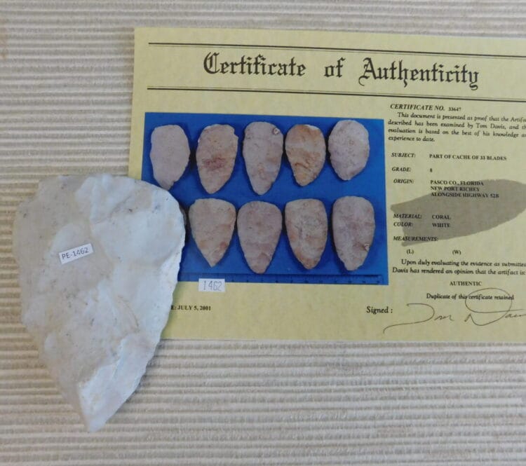 Authenticated Native American Fossil Coral Preform/Blade COA