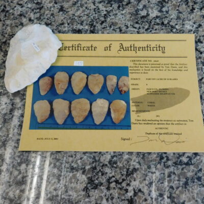 Authenticated Native American Fossil Coral Preform/Blade COA