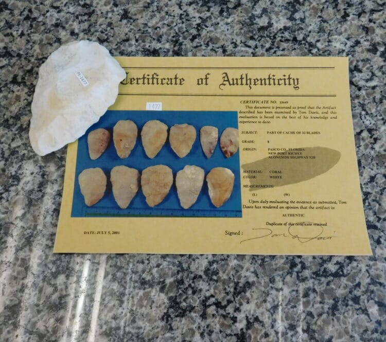 Authenticated Native American Fossil Coral Preform/Blade COA