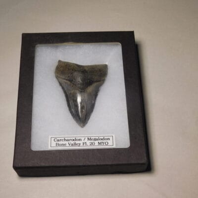 Carcharodon/Megalodon Tooth / Shark Tooth / Fossil