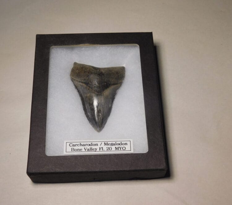 Carcharodon/Megalodon Tooth / Shark Tooth / Fossil