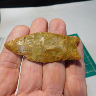 Fl. Simpson type Arrowhead