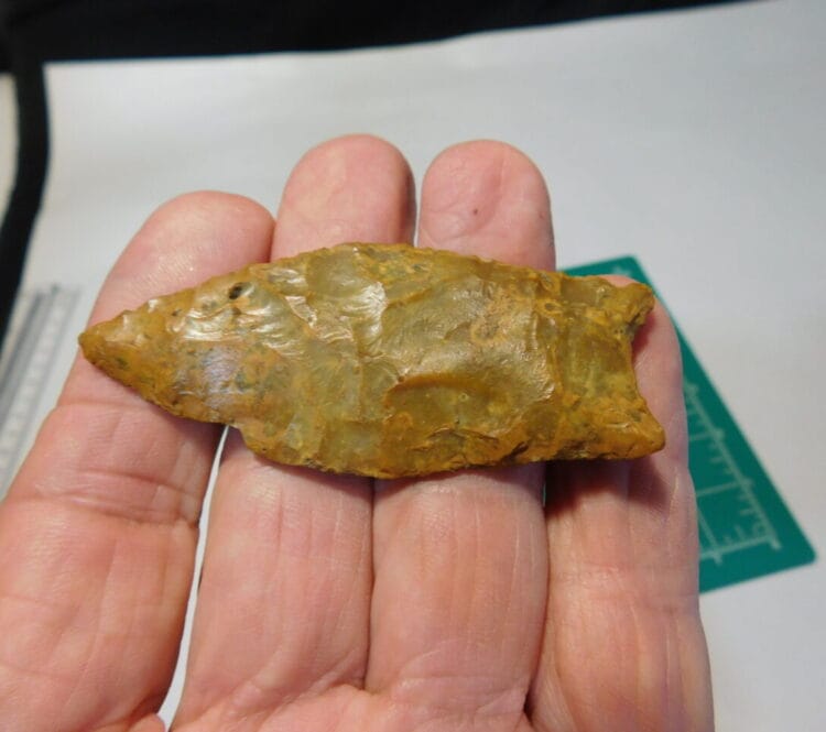 Fl. Simpson type Arrowhead
