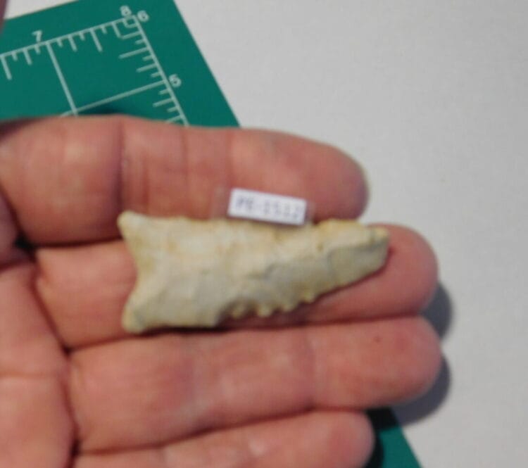 Greenbrier type Arrowhead
