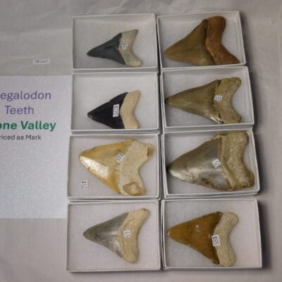 Group of 8 Megalodon Teeth / Shark Tooth / Fossil