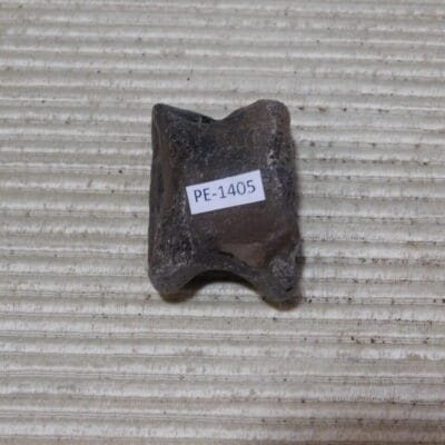 Pleistocene Camel Astragalus Fossil – Ice Age Florida