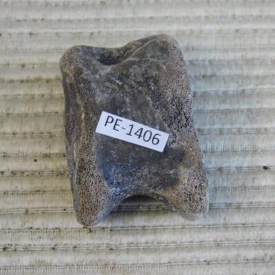 Pleistocene Camel Astragalus Fossil – Ice Age Florida