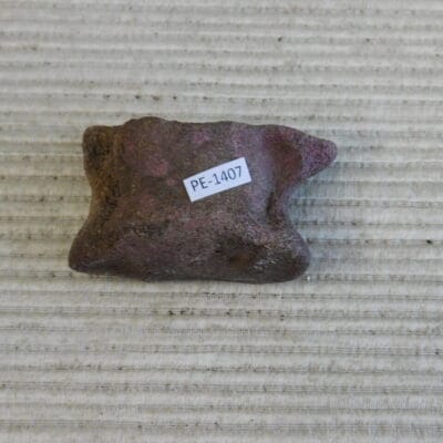 Pleistocene Camel Astragalus Fossil – Ice Age Florida