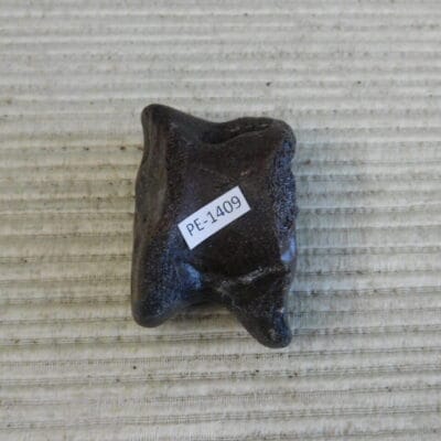 Pleistocene Camel Astragalus Fossil – Ice Age Florida