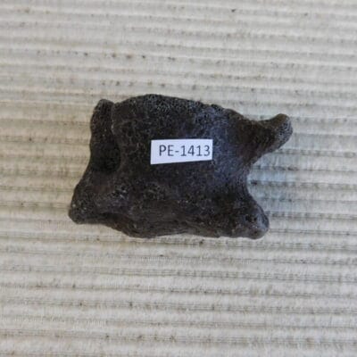 Pleistocene Camel Astragalus Fossil – Ice Age Florida