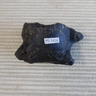 Pleistocene Camel Astragalus Fossil – Ice Age Florida