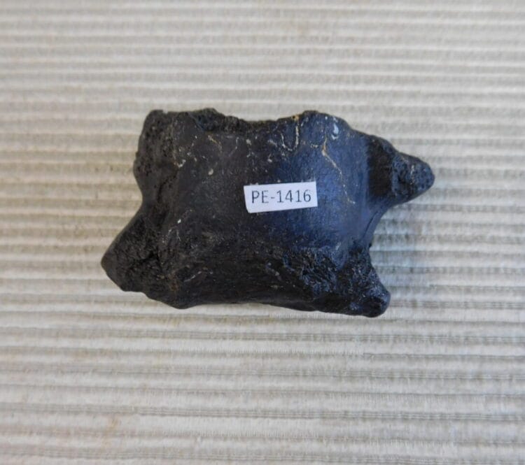 Pleistocene Camel Astragalus Fossil - Ice Age Florida