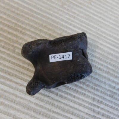 Pleistocene Camel Astragalus Fossil – Ice Age Florida