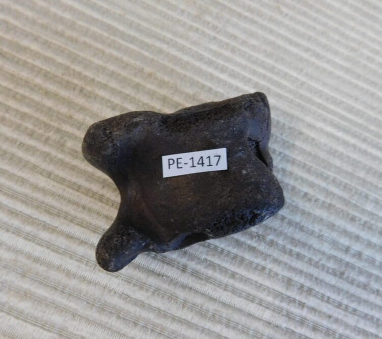 Pleistocene Camel Astragalus Fossil - Ice Age Florida