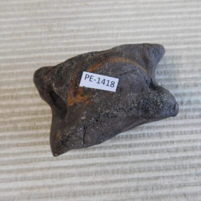 Pleistocene Camel Astragalus Fossil – Ice Age Florida