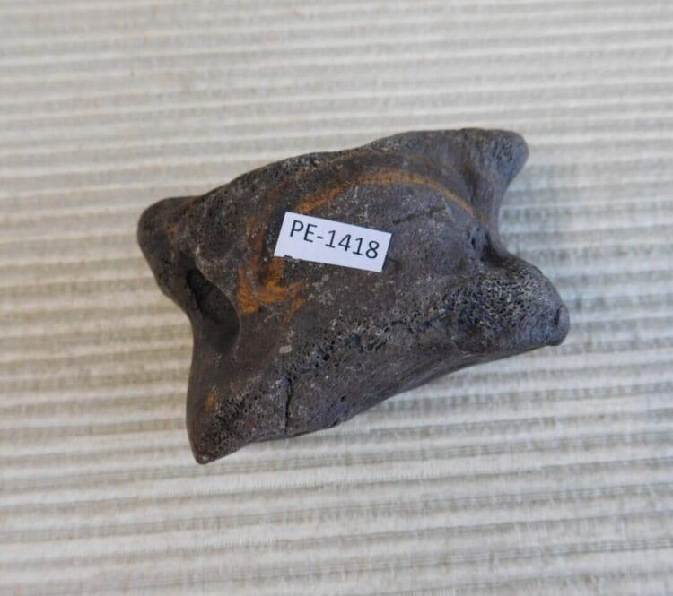 Pleistocene Camel Astragalus Fossil - Ice Age Florida