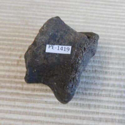 Pleistocene Camel Astragalus Fossil – Ice Age Florida
