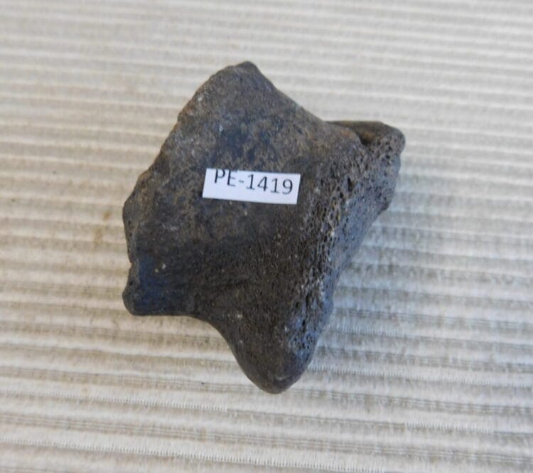 Pleistocene Camel Astragalus Fossil - Ice Age Florida