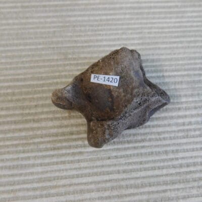 Pleistocene Camel Astragalus Fossil – Ice Age Florida