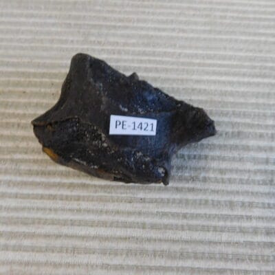 Pleistocene Camel Astragalus Fossil – Ice Age Florida