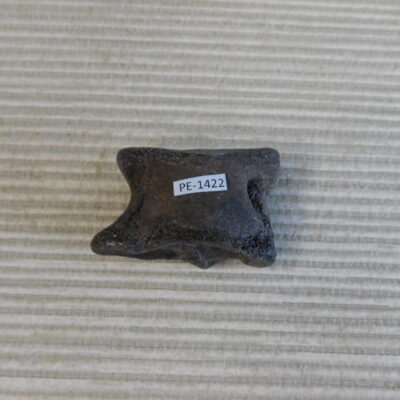 Pleistocene Camel Astragalus Fossil – Ice Age Florida