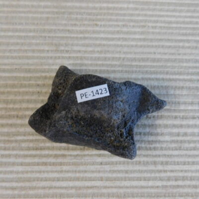 Pleistocene Camel Astragalus Fossil – Ice Age Florida