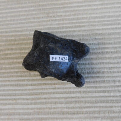 Pleistocene Camel Astragalus Fossil – Ice Age Florida