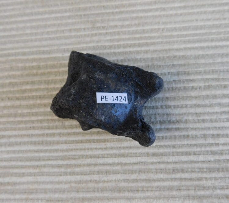Pleistocene Camel Astragalus Fossil - Ice Age Florida