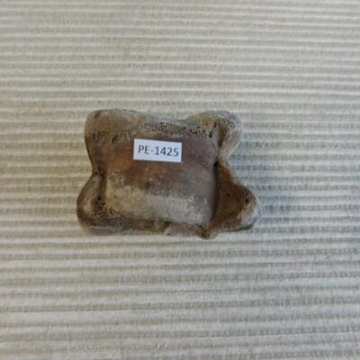 Pleistocene Camel Astragalus Fossil – Ice Age Florida