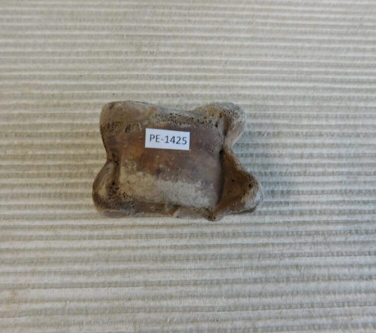 Pleistocene Camel Astragalus Fossil - Ice Age Florida