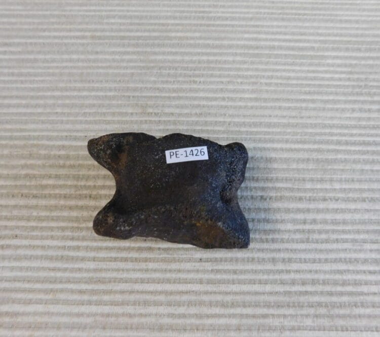 Pleistocene Camel Astragalus Fossil - Ice Age Florida