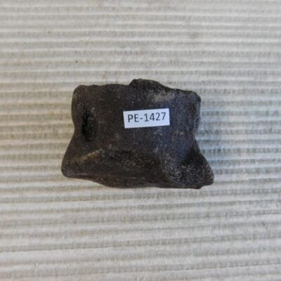 Pleistocene Camel Astragalus Fossil – Ice Age Florida